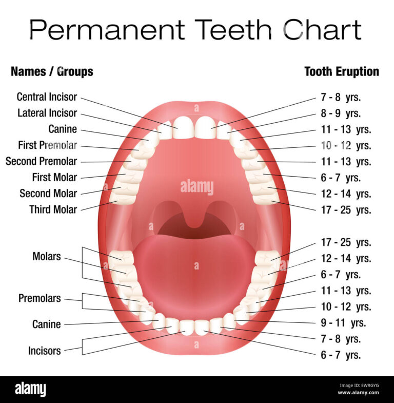 teeth number chart
