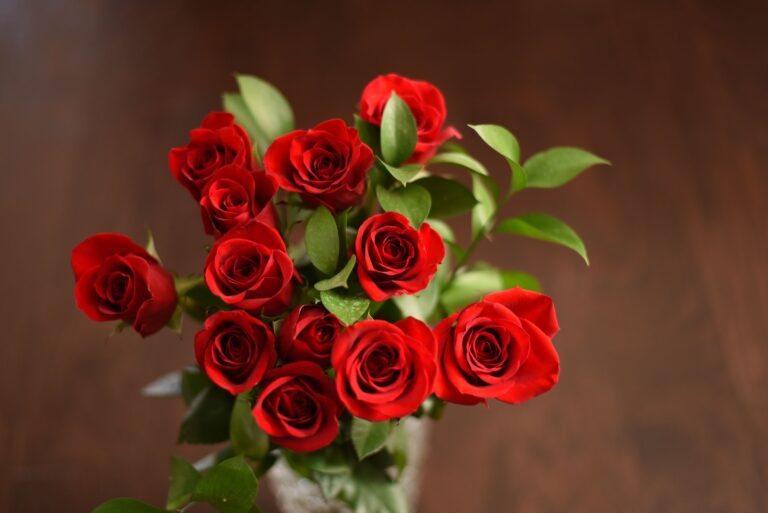 Best Tips to Take Care of your Beautiful Roses