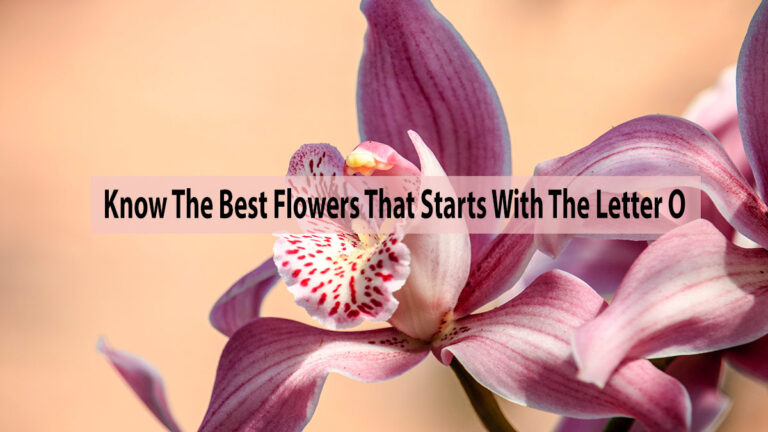 Know The Best Flowers That Starts With The Letter O